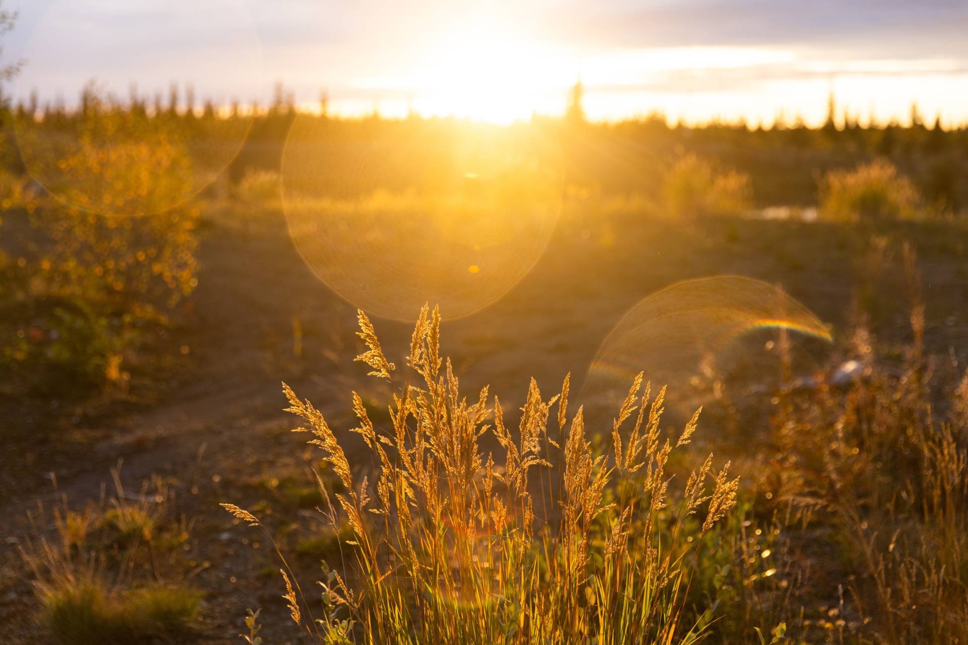 NVSF - Wildfire Control